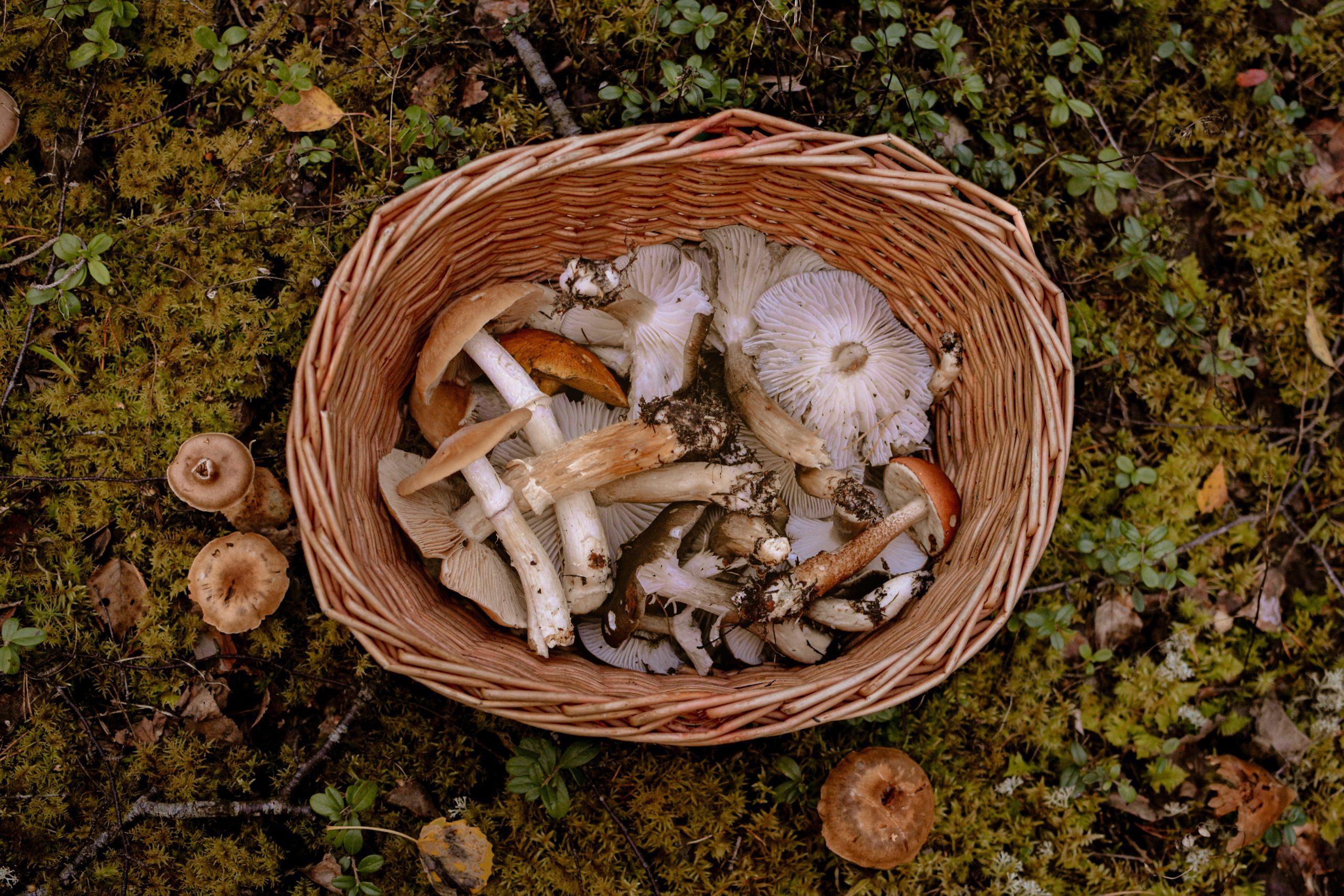 Panier à Champignons En Osier - Sac à Dos Cueillette - Polyester Imperméable - 52x35x26cm