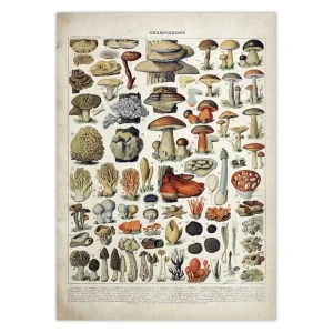 Affiche Champignon Sur Toile Vintage Image Botanique Sans Cadre 40cmX60cm