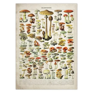 Affiche Champignon Sur Toile Vintage Image Scientifique Sans Cadre 40cmX60cm