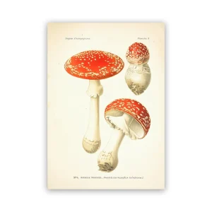Affiche Champignon Sur Toile Sans Cadre A4 21cmX30cm Amanita Muscaria