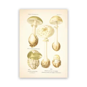 Affiche Champignon Sur Toile Sans Cadre A4 21cmX30cm Amanita Phalloides
