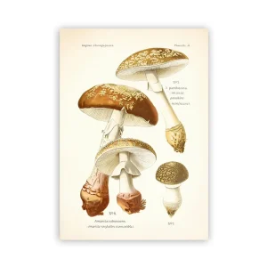 Affiche Champignon Sur Toile Sans Cadre A4 21cmX30cm Amanita Panthère et Rougeâtre